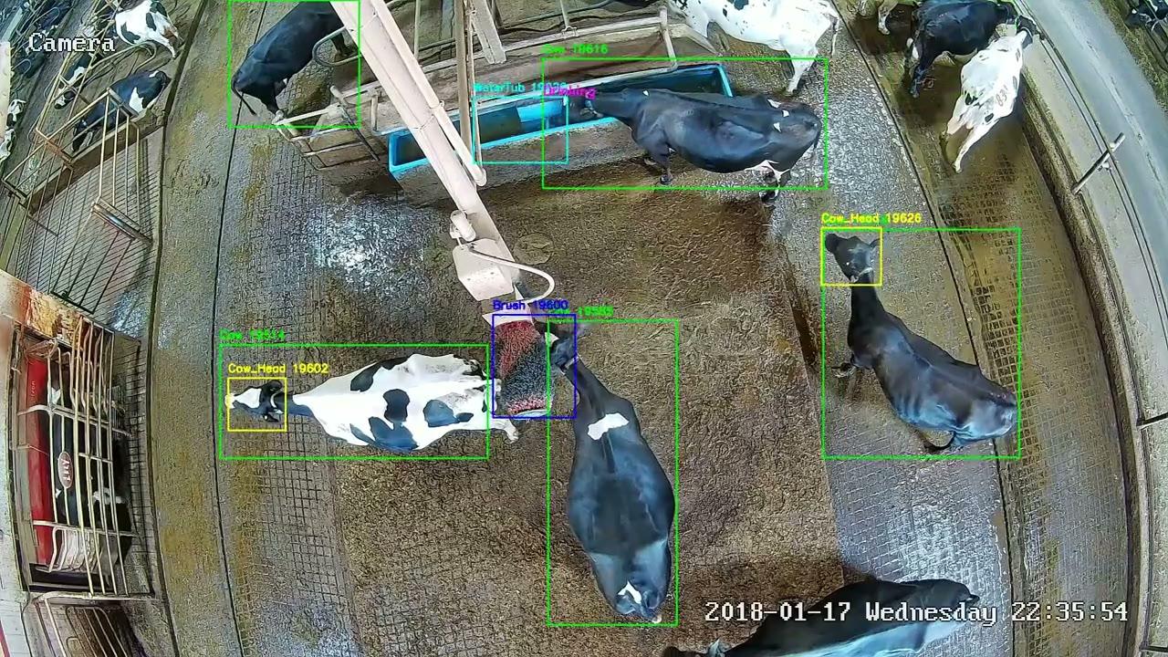 Overhead barn camera frame with detection boxes around dairy cows, a water tub, and a rotating brush