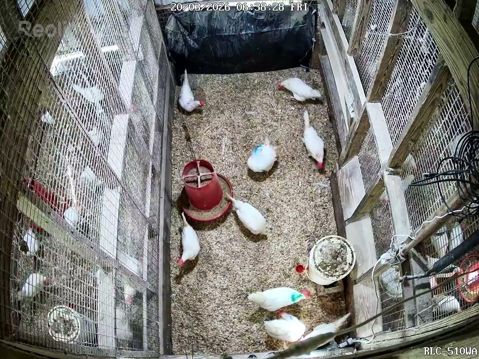 Top-down camera view of white laying hens around a red feeder in a wood-shavings pen